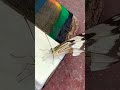my beutiful beterfly #nature #shorts #mygarden #animal 🙏👍🤩
