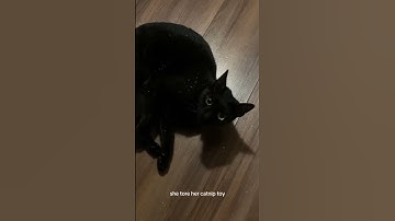She tore her catnip toy