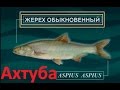 Диалоги о рыбалке - 140 -Ахтуба, жерех в конце июля с Константином Кузьминым.