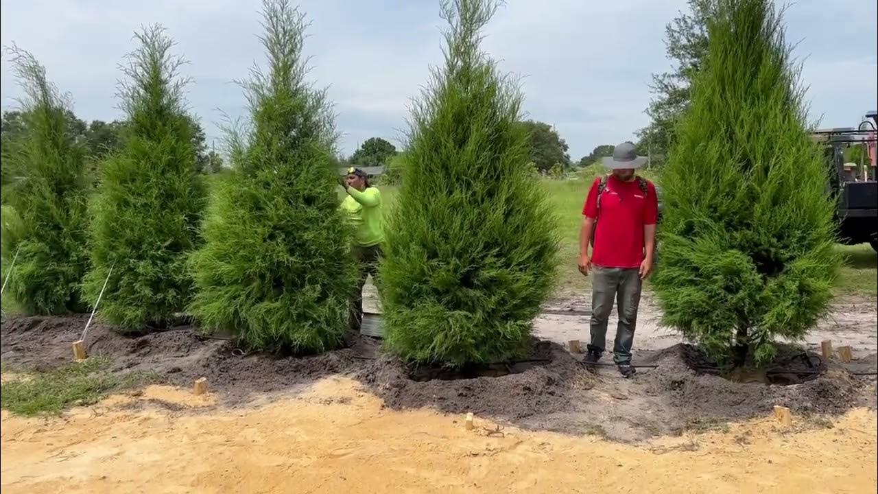 Red Cedar Screen/Buy Red Cedar in Florida/Large Trees For Sale/Buy