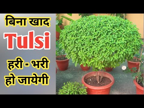 बिना खाद तुलसी हरी - भरी घनी हो जायेगी | How To Take Care Of Tulsi Plant | Home Garden