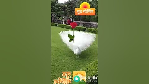 Shailendra kumar Singh