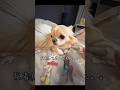 【そんな怒ってないのに泣きべそ/また失敗しました💩】#チワワ #chihuahua #可愛い #shorts #チワワちゃん #癒し #cutedog #fyp #foryou