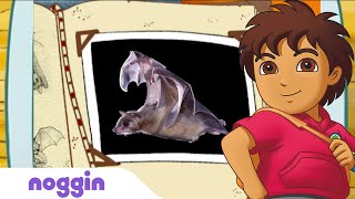 Let's Learn About Fruit Bats w/ Diego | Noggin