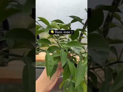 Видео: Хүйтэн тэсвэртэй цитрус модны сортууд - 7-р бүсийн цэцэрлэгт цитрус модыг сонгох