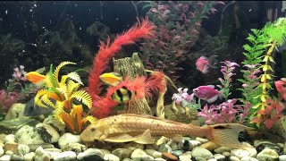 Аквариум под звуки Джаза aquarium fish the best relaxing music jazz аквариумные рыбки