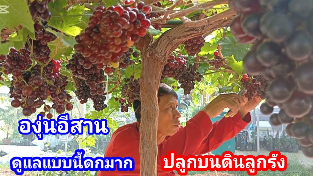 เผยเคล็ดลับปลูกองุ่นในภาคอีสาน!! ดินลูกรังก็ปลูกได้ ใช้ยาตัวนี้ป้องกัน องุ่นหวานโดนใจ