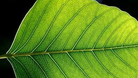 Plant  Leaf  - Leaves - lesson - Education videos  for kids from www.makemegenius.com