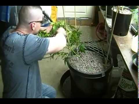 How To Create And Install Scrog Fence- Hybrid Stand Alone Mobile