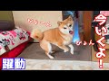 ウキウキの時に呼ぶと飛び跳ねてくる柴犬が可愛すぎる