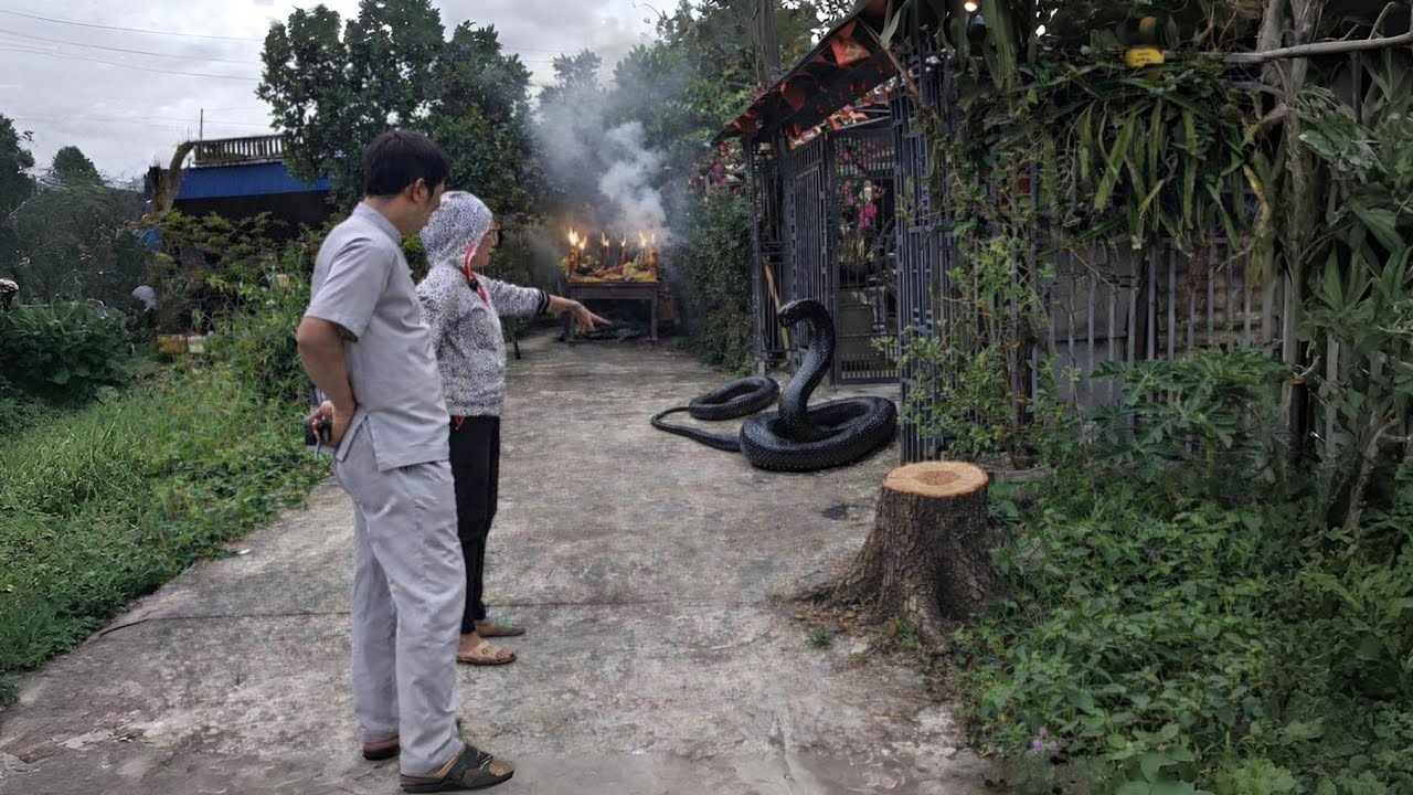Gia Chủ Nhìn Thấy Rắn Đen Vào Nhà Sau Khi Chặt Cây Trước Nhà Làm Bàn Thờ – Sự Trùng Hợp Hay Điềm Báo