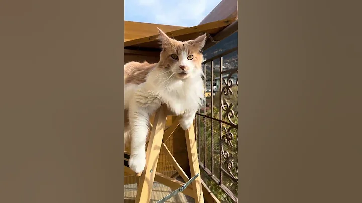 Watch the video about MAINE COON | il sole scalda ancora allora tutti sul balcone 😽😽😽😽 |#shorts