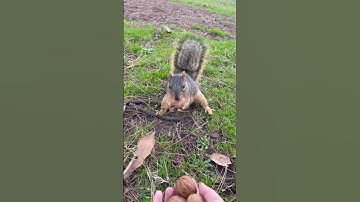 Squirrel’s happiness after getting a walnut!