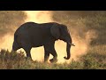 Krugerpark Memory Shots movie