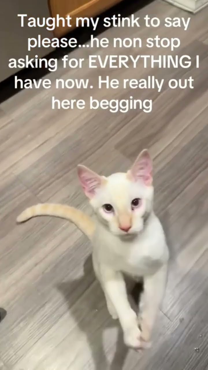 Kittyo begging for some luv they like mane please twin