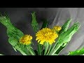 ОДУВАНЧИК ИЗ ХОЛОДНОГО ФАРФОРА ЧАСТЬ 2 (dandelion )