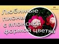 Любимые пионы с японской формой цветка / Сад Ворошиловой