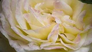 ROSAS PARQUE MATALEÑAS SANTANDER