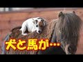 暴れん坊の馬の気持ちを変えた一匹の子犬に感動する