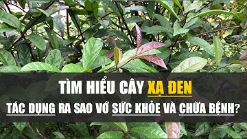 Tác dụng tuyệt vời của cây XẠ ĐEN với sức khỏe và chữa bệnh, nhất là bệnh UNG THƯ