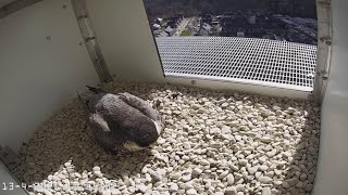 LIVESTREAM Slechtvalken ENKA Schoorsteen Ede – binnencamera
