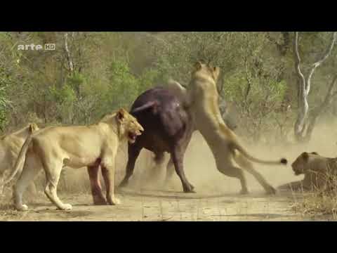 WILDLIFE DOKU  Stolze Löwen und ihre Gegner  AKTEDOKU HD