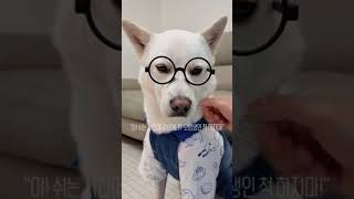 멈춰 찐 현실 (강아지 버전) #shorts