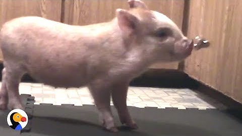 Smart Pig Trained Like A Dog | The Dodo