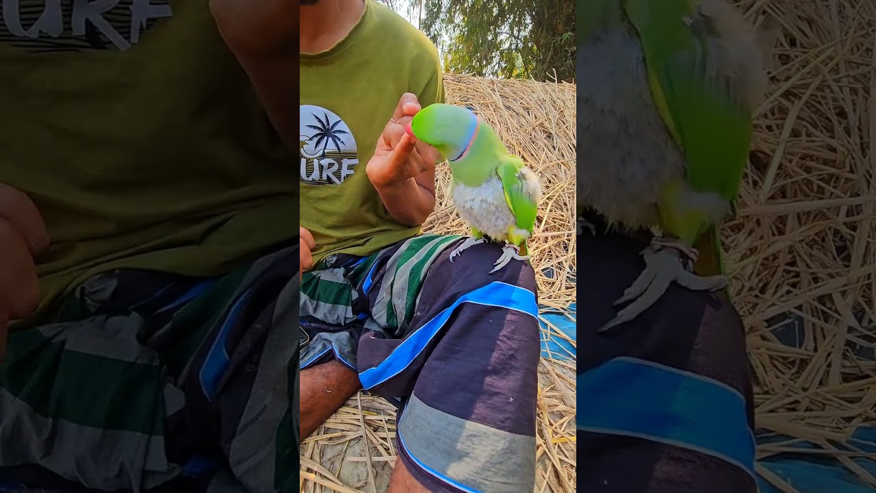 মিঠু মানুষের মতো নক কাটার জন্য পা নিজেই এগিয়ে দেয় #parrot #funnyanimal 
