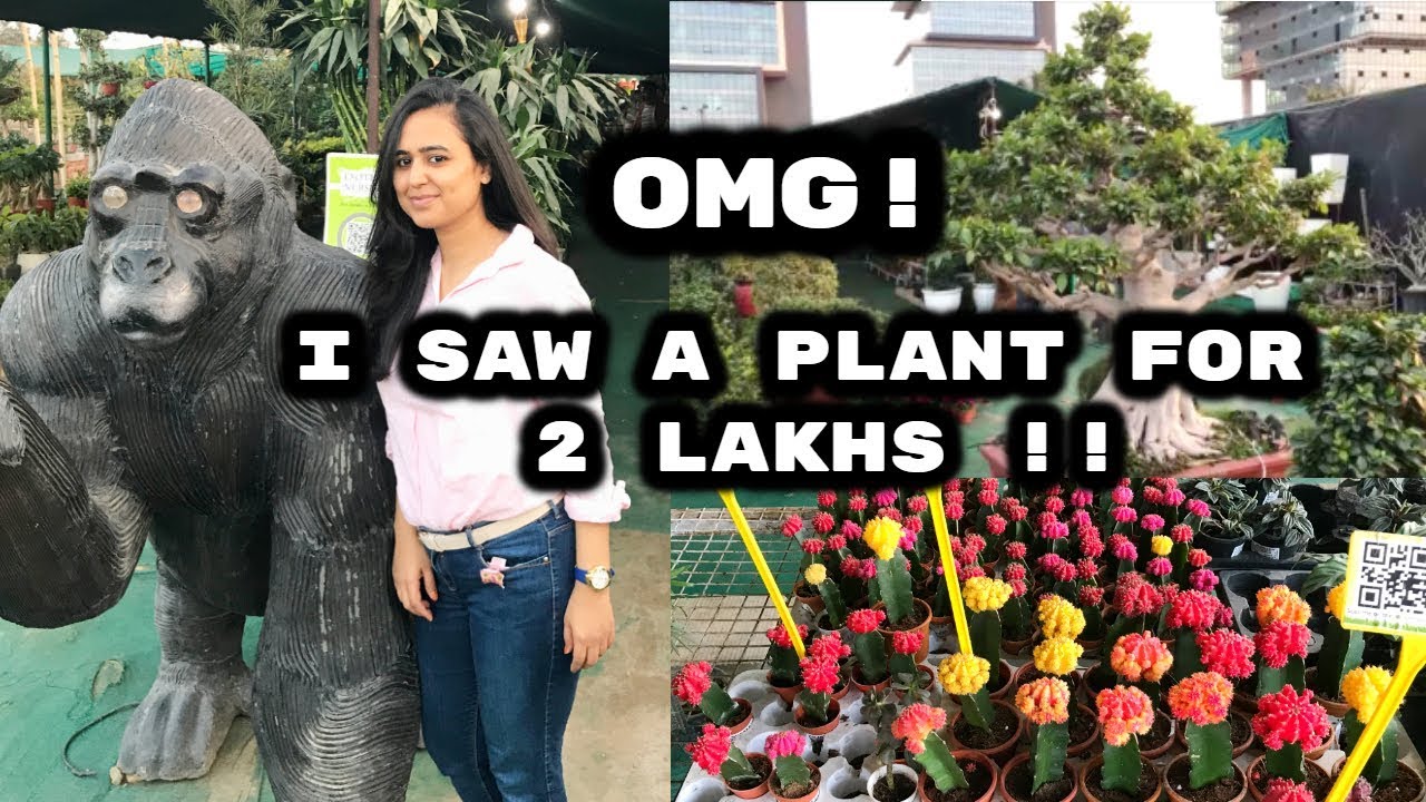 BIGGEST NURSERY IN GURGAON TOUR PLANTS FOR HOUSE DECOR YouTube