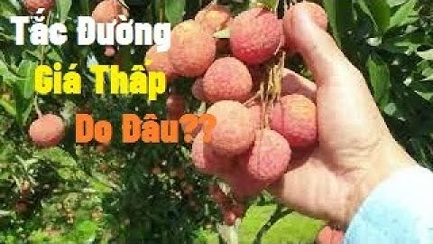 Giá Vải Thiều Lục Ngạn Thấp Tắc Đường Có Phải Vì Youtuber I Núi Đồi Lục Ngạn