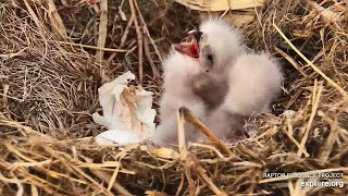 Decorah Iowa~Breakfish for the eaglets~2020\/04\/06