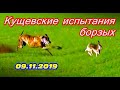 Кущевские испытания борзых собак 09 11 2019г