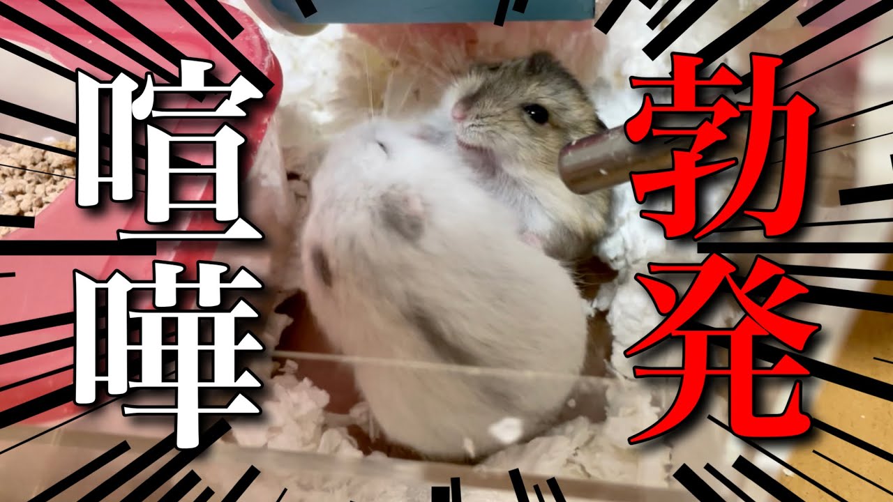 ハムスターの子供同士のケンカ音声あり【ジャンガリアン】 - YouTube