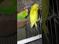 এই জোরাটা আমার সবচেয়ে পছন্দের। 🐦 #nurvlogs242 #birds #talkingparot #parrot #lovebirds #storybird