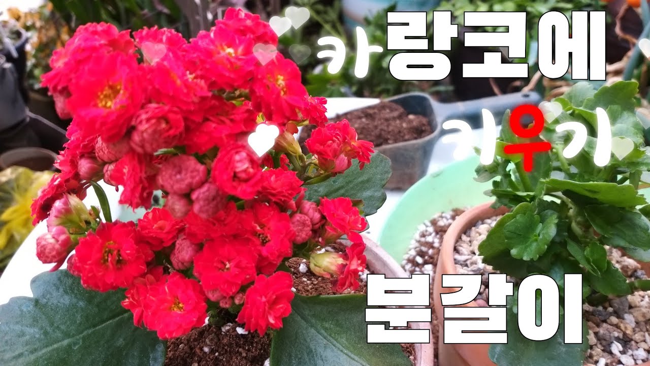새로구입한 카랑코에 #수형다듬기 #분갈이#물관리 #흙배합  키우기팁