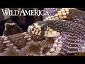 Wild america  s4 e3 king of snakes  full episode