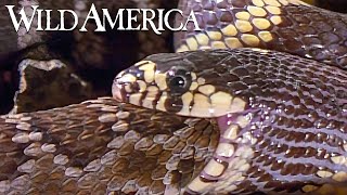 Wild America | S4 E3 King of Snakes | Full Episode HD