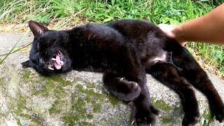 塀の上で寛ぐ黒猫を撫でると喜んでゴロンゴロン転がった
