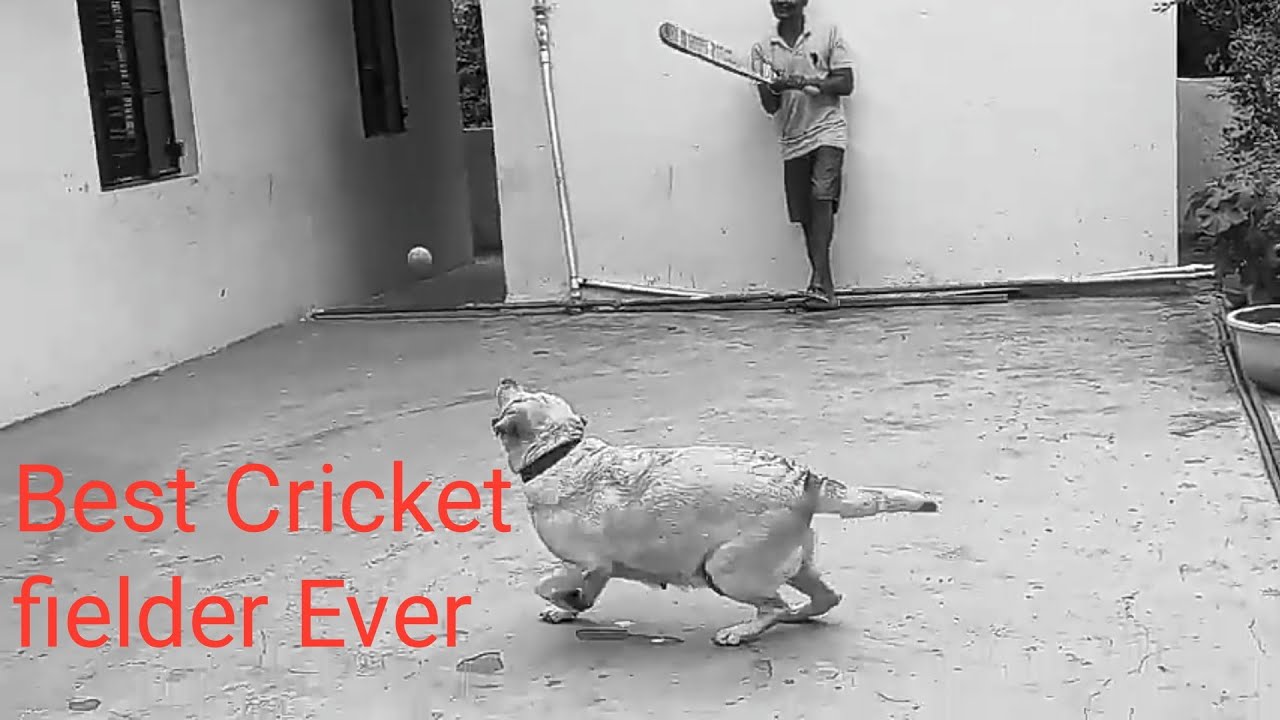 Labrador best cricket fielder ever||Labradorretriever||Labrador||Labra ...