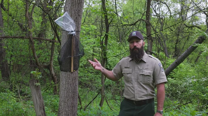 Learn About Spotted Lanternflies: Nymph Stage