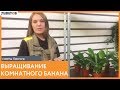 Выращивание комнатного банана. Рекомендации от биолога 7ЦВЕТОВ