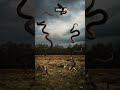 Snake Rain Animals Panic As Tiny Snakes Fall From The Sky 
