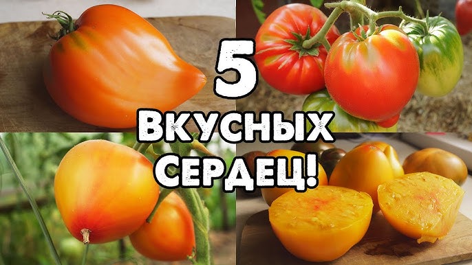 2-үй Беркованың неке түні
