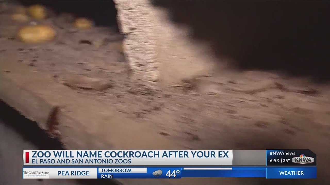 KNWA News Today - YouTube