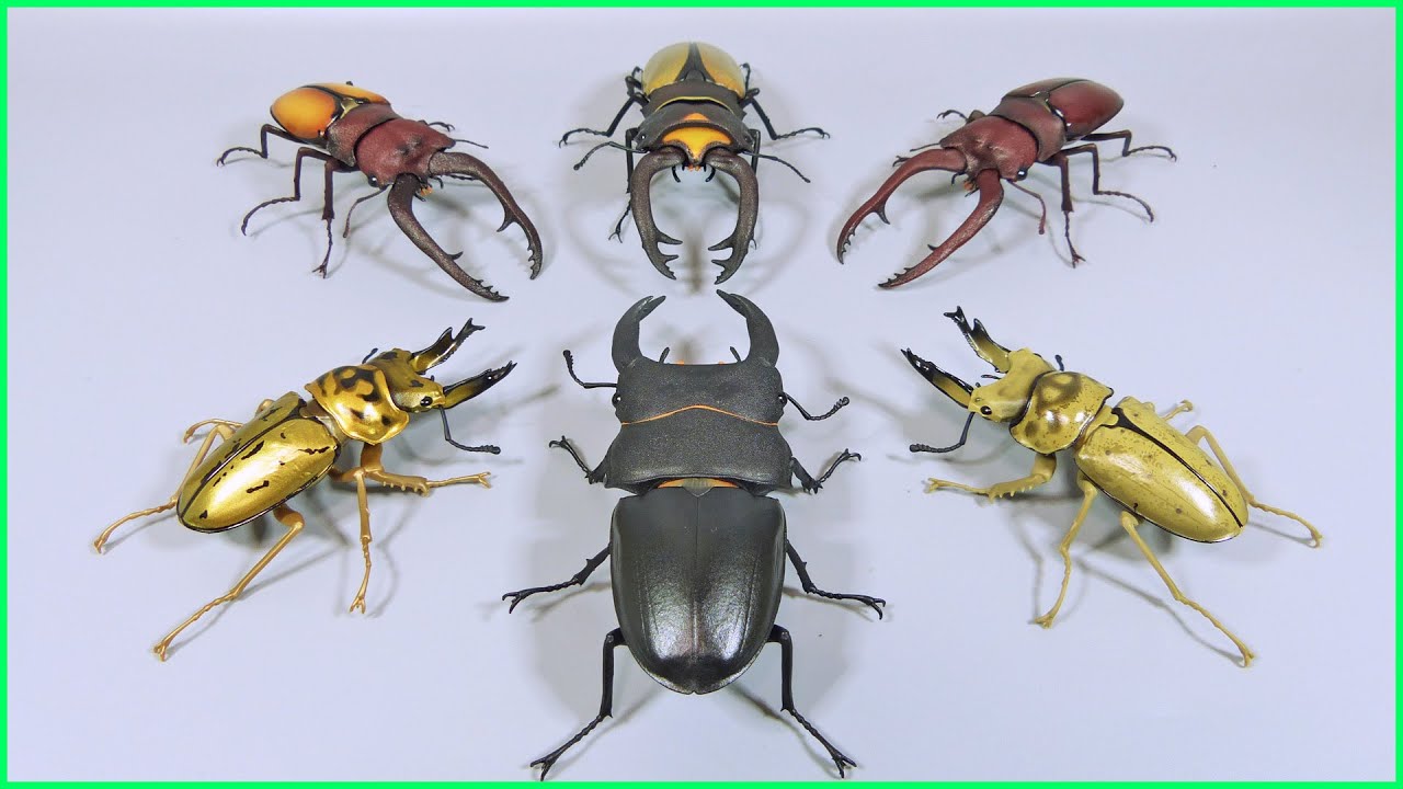 生き物大図鑑 クワガタ ダンゴムシ カマキリ イモムシ カブトムシ ゆるレビュー】いきもの大図鑑のくわがた09をゆるく紹介するよ