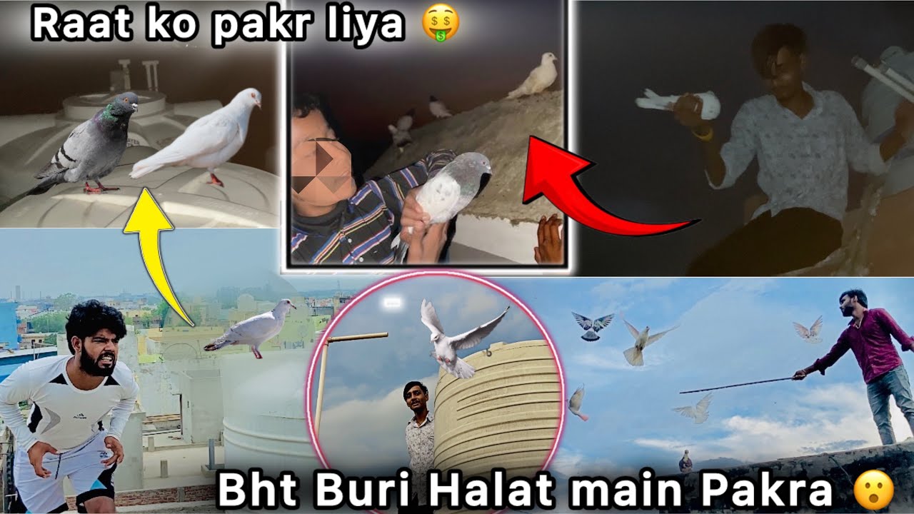 10 Din Lge kabutar Pakdne main 🥳 || Raat ko Pakda Gya 🤑 || Pigeon catching at night 🕊️