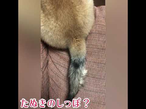 たぬきのしっぽ Youtube