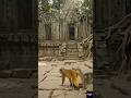 “Monkey POV: Amazon Jungle Me Mila Lost City… Par Andar Kuch Zinda Tha!”#trending #wildlife