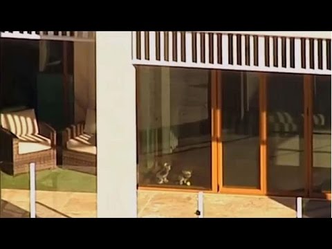 Video: Avstraliya vaziri Jonni Deppning itlarini qo'rqitdi
